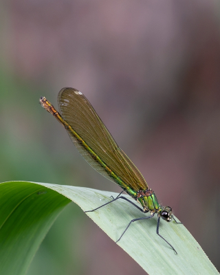 <i class='fa fa-user'></i>&nbsp;Johan van Gurp&nbsp;|  Weidebeekjuffer&nbsp; <i class='fa fa-eye'>&nbsp;52</i> &nbsp;<i class='fa fa-thumbs-up'>&nbsp;2</i> &nbsp; <i class='fa fa-comment-o'>&nbsp;2</i>