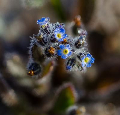 <i class='fa fa-user'></i>&nbsp;Eef Kieft&nbsp;|  Ruw Vergeet-me-nietje&nbsp; <i class='fa fa-eye'>&nbsp;58</i> &nbsp;<i class='fa fa-thumbs-up'>&nbsp;1</i> &nbsp; <i class='fa fa-comment-o'>&nbsp;1</i>