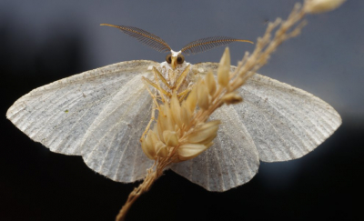 <i class='fa fa-user'></i>&nbsp;tonysettanta&nbsp;|  Melkwitte Zomervlinder&nbsp; <i class='fa fa-eye'>&nbsp;75</i> &nbsp;<i class='fa fa-thumbs-up'>&nbsp;1</i> &nbsp; <i class='fa fa-comment-o'>&nbsp;11</i>