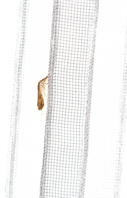 <i class='fa fa-user'></i>&nbsp;David Ruijs&nbsp;|  Grasmot sp.&nbsp; <i class='fa fa-eye'>&nbsp;75</i> &nbsp;<i class='fa fa-thumbs-up'>&nbsp;2</i> &nbsp; <i class='fa fa-comment-o'>&nbsp;8</i>