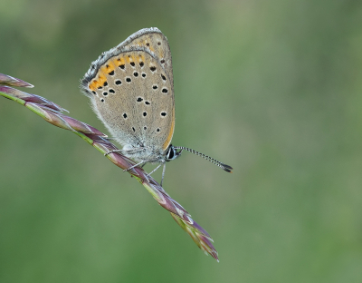 <i class='fa fa-user'></i>&nbsp;Jurgen Maassen&nbsp;|  Rode Vuurvlinder&nbsp; <i class='fa fa-eye'>&nbsp;69</i> &nbsp;<i class='fa fa-thumbs-up'>&nbsp;3</i> &nbsp; <i class='fa fa-comment-o'>&nbsp;4</i>