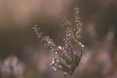 <i class='fa fa-user'></i>&nbsp;rixte&nbsp;|  Struikhei&nbsp; <i class='fa fa-eye'>&nbsp;58</i> &nbsp; <i class='fa fa-comment-o'>&nbsp;3</i>