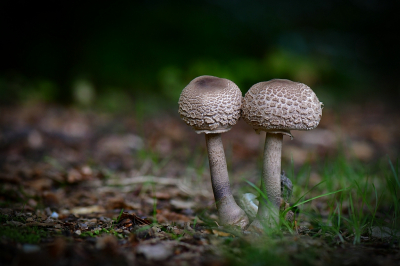 <i class='fa fa-user'></i>&nbsp;Bert Veerman&nbsp;|  Grote Parasolzwam&nbsp; <i class='fa fa-eye'>&nbsp;74</i> &nbsp;<i class='fa fa-thumbs-up'>&nbsp;4</i> &nbsp; <i class='fa fa-comment-o'>&nbsp;8</i>