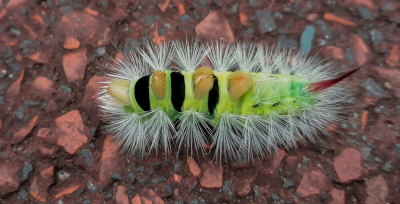 <i class='fa fa-user'></i>&nbsp;pietwil&nbsp;|  Meriansborstel&nbsp; <i class='fa fa-eye'>&nbsp;101</i> &nbsp;<i class='fa fa-thumbs-up'>&nbsp;2</i> &nbsp; <i class='fa fa-comment-o'>&nbsp;3</i>