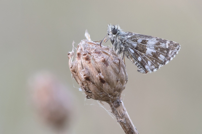 <i class='fa fa-user'></i>&nbsp;Johan van Gurp&nbsp;|  Aardbeivlinder&nbsp; <i class='fa fa-eye'>&nbsp;84</i> &nbsp;<i class='fa fa-thumbs-up'>&nbsp;3</i> &nbsp; <i class='fa fa-comment-o'>&nbsp;4</i>