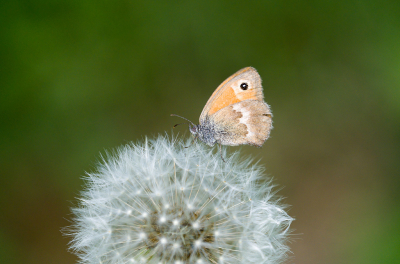 <i class='fa fa-user'></i>&nbsp;Ties Niehof&nbsp;|  Hooibeestje&nbsp; <i class='fa fa-eye'>&nbsp;67</i> &nbsp;<i class='fa fa-thumbs-up'>&nbsp;1</i> &nbsp; <i class='fa fa-comment-o'>&nbsp;4</i>