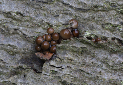 <i class='fa fa-user'></i>&nbsp;Ad Sprang&nbsp;|  Porseleinzwam&nbsp; <i class='fa fa-eye'>&nbsp;72</i> &nbsp;<i class='fa fa-thumbs-up'>&nbsp;1</i> &nbsp; <i class='fa fa-comment-o'>&nbsp;2</i>