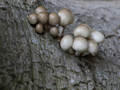 <i class='fa fa-user'></i>&nbsp;Ad Sprang&nbsp;|  Porseleinzwam&nbsp; <i class='fa fa-eye'>&nbsp;104</i> &nbsp;<i class='fa fa-thumbs-up'>&nbsp;6</i> &nbsp; <i class='fa fa-comment-o'>&nbsp;6</i>