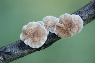 <i class='fa fa-user'></i>&nbsp;Paul Vandebroek&nbsp;|  Wit Oorzwammetje&nbsp; <i class='fa fa-eye'>&nbsp;67</i> &nbsp;<i class='fa fa-thumbs-up'>&nbsp;2</i> &nbsp; <i class='fa fa-comment-o'>&nbsp;4</i>