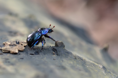 <i class='fa fa-user'></i>&nbsp;Johan van Gurp&nbsp;|  Bosmestkever&nbsp; <i class='fa fa-eye'>&nbsp;79</i> &nbsp;<i class='fa fa-thumbs-up'>&nbsp;3</i> &nbsp; <i class='fa fa-comment-o'>&nbsp;4</i>