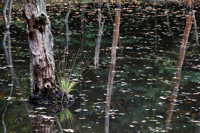 <i class='fa fa-user'></i>&nbsp;nelappelmelk&nbsp;|  Weerspiegeling in de Leemkuil&nbsp; <i class='fa fa-eye'>&nbsp;74</i> &nbsp; <i class='fa fa-comment-o'>&nbsp;2</i>