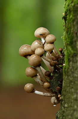 3. Oudemansiella mucida / Porseleinzwam / Porcelain Fungus