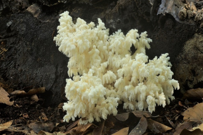 1. Hericium coralloides / Kammetjesstekelzwam / Coral Tooth
