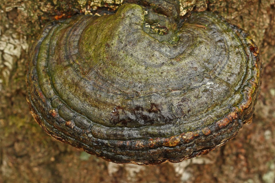 <i class='fa fa-user'></i>&nbsp;Cor&nbsp;|  Echte Tonderzwam&nbsp; <i class='fa fa-eye'>&nbsp;52</i> &nbsp; <i class='fa fa-comment-o'>&nbsp;2</i>