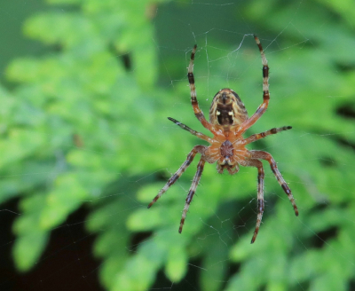 <i class='fa fa-user'></i>&nbsp;Tineke Strijbosch&nbsp;|  Kruisspin&nbsp; <i class='fa fa-eye'>&nbsp;42</i> &nbsp; <i class='fa fa-comment-o'>&nbsp;3</i>