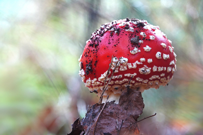 <i class='fa fa-user'></i>&nbsp;nelappelmelk&nbsp;|  Vliegenzwam&nbsp; <i class='fa fa-eye'>&nbsp;80</i> &nbsp;<i class='fa fa-thumbs-up'>&nbsp;2</i> &nbsp; <i class='fa fa-comment-o'>&nbsp;4</i>