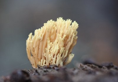 <i class='fa fa-user'></i>&nbsp;Paul Vandebroek&nbsp;|  Rechte Koraalzwam&nbsp; <i class='fa fa-eye'>&nbsp;53</i> &nbsp;<i class='fa fa-thumbs-up'>&nbsp;2</i> &nbsp; <i class='fa fa-comment-o'>&nbsp;4</i>