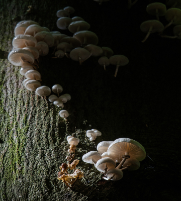 <i class='fa fa-user'></i>&nbsp;Eef Kieft&nbsp;|  Porseleinzwam&nbsp; <i class='fa fa-eye'>&nbsp;61</i> &nbsp; <i class='fa fa-comment-o'>&nbsp;1</i>