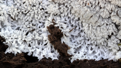 <i class='fa fa-user'></i>&nbsp;Johan van Gurp&nbsp;|  Gewoon IJsvingertje&nbsp; <i class='fa fa-eye'>&nbsp;63</i> &nbsp;<i class='fa fa-thumbs-up'>&nbsp;3</i> &nbsp; <i class='fa fa-comment-o'>&nbsp;4</i>