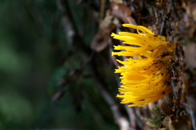 <i class='fa fa-user'></i>&nbsp;Jasper&nbsp;|  Kleverig Koraalzwammetje&nbsp; <i class='fa fa-eye'>&nbsp;68</i> &nbsp;<i class='fa fa-thumbs-up'>&nbsp;2</i> &nbsp; <i class='fa fa-comment-o'>&nbsp;1</i>