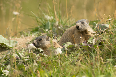 <i class='fa fa-user'></i>&nbsp;Willem Verhagen&nbsp;|  Alpenmarmot&nbsp; <i class='fa fa-eye'>&nbsp;65</i> &nbsp;<i class='fa fa-thumbs-up'>&nbsp;4</i> &nbsp; <i class='fa fa-comment-o'>&nbsp;2</i>