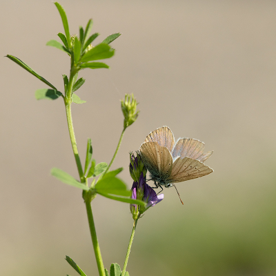 <i class='fa fa-user'></i>&nbsp;Willem Verhagen&nbsp;|  Witstreepblauwtje&nbsp; <i class='fa fa-eye'>&nbsp;60</i> &nbsp; <i class='fa fa-comment-o'>&nbsp;3</i>