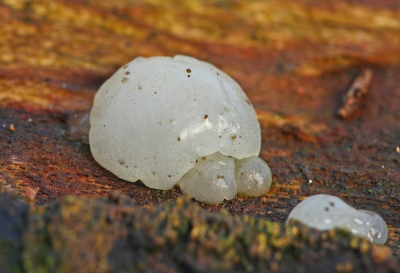 <i class='fa fa-user'></i>&nbsp;Cor&nbsp;|  Klontjestrilzwam&nbsp; <i class='fa fa-eye'>&nbsp;50</i> &nbsp; <i class='fa fa-comment-o'>&nbsp;6</i>