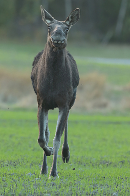 <i class='fa fa-user'></i>&nbsp;AlexRoetemeijer&nbsp;|  Eland&nbsp; <i class='fa fa-eye'>&nbsp;117</i> &nbsp;<i class='fa fa-thumbs-up'>&nbsp;2</i> &nbsp; <i class='fa fa-comment-o'>&nbsp;2</i>