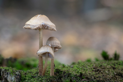 <i class='fa fa-user'></i>&nbsp;Johan van Gurp&nbsp;|  Helmmycena&nbsp; <i class='fa fa-eye'>&nbsp;56</i> &nbsp;<i class='fa fa-thumbs-up'>&nbsp;1</i> &nbsp; <i class='fa fa-comment-o'>&nbsp;2</i>