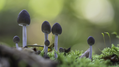 <i class='fa fa-user'></i>&nbsp;Martin Verbeeten&nbsp;|  Streepsteelmycena&nbsp; <i class='fa fa-eye'>&nbsp;77</i> &nbsp;<i class='fa fa-thumbs-up'>&nbsp;2</i> &nbsp; <i class='fa fa-comment-o'>&nbsp;4</i>