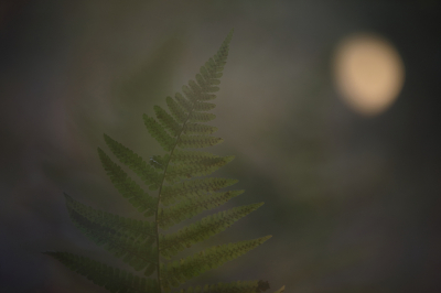 <i class='fa fa-user'></i>&nbsp;AlexRoetemeijer&nbsp;|  Mannetjesvaren&nbsp; <i class='fa fa-eye'>&nbsp;61</i> &nbsp; <i class='fa fa-comment-o'>&nbsp;4</i>