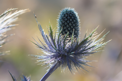 <i class='fa fa-user'></i>&nbsp;Willem Verhagen&nbsp;|  Alpenkruisdistel&nbsp; <i class='fa fa-eye'>&nbsp;47</i> &nbsp; <i class='fa fa-comment-o'>&nbsp;4</i>