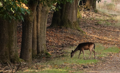 Na een week vakantie op de Veluwe bij Hoenderloo op de laatste dag ook nog het Deelerwoud bezocht waar je eigenlijk altijd wel een hert tegenkomt en na 10 minuten lopen vanaf de parkeerplaats er al tien geteld. Deze stond mooi op het pad naast een rij eiken.