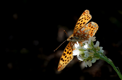 <i class='fa fa-user'></i>&nbsp;nelappelmelk&nbsp;|  Kleine Parelmoervlinder&nbsp; <i class='fa fa-eye'>&nbsp;64</i> &nbsp;<i class='fa fa-thumbs-up'>&nbsp;4</i> &nbsp; <i class='fa fa-comment-o'>&nbsp;9</i>