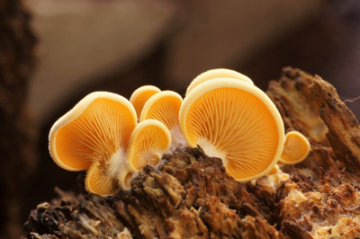 <i class='fa fa-user'></i>&nbsp;Jelle Bakker&nbsp;|  Oranje Oesterzwam&nbsp; <i class='fa fa-eye'>&nbsp;75</i> &nbsp;<i class='fa fa-thumbs-up'>&nbsp;7</i> &nbsp; <i class='fa fa-comment-o'>&nbsp;3</i>