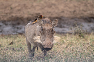 <i class='fa fa-user'></i>&nbsp;harrie69&nbsp;|  Knobbelzwijn&nbsp; <i class='fa fa-eye'>&nbsp;77</i> &nbsp; <i class='fa fa-comment-o'>&nbsp;0</i>