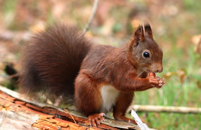 <i class='fa fa-user'></i>&nbsp;Ben Aalders&nbsp;|  Eekhoorn&nbsp; <i class='fa fa-eye'>&nbsp;67</i> &nbsp;<i class='fa fa-thumbs-up'>&nbsp;2</i> &nbsp; <i class='fa fa-comment-o'>&nbsp;1</i>