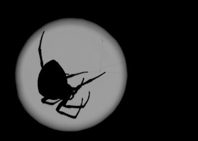 <i class='fa fa-user'></i>&nbsp;Mark de Bruijn&nbsp;|  Kruisspin&nbsp; <i class='fa fa-eye'>&nbsp;85</i> &nbsp;<i class='fa fa-thumbs-up'>&nbsp;3</i> &nbsp; <i class='fa fa-comment-o'>&nbsp;6</i>