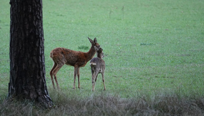 Een week lang iedere avond achter een kijkscherm gestaan om iets mee te krijgen van de edelhertenbronst, soms lieten de herten zich even zien maar het echte werk en het gekletter van de geweien bleef toch aan de overkant in het bos. Ook dit ree met kalf lijken af en toe te schrikken van de geluiden.