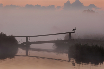 <i class='fa fa-user'></i>&nbsp;kiran&nbsp;|  Zonsopkomst in de polder&nbsp; <i class='fa fa-eye'>&nbsp;106</i> &nbsp;<i class='fa fa-thumbs-up'>&nbsp;8</i> &nbsp; <i class='fa fa-comment-o'>&nbsp;4</i>