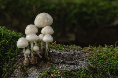 <i class='fa fa-user'></i>&nbsp;Johan van Gurp&nbsp;|  Porseleinzwam&nbsp; <i class='fa fa-eye'>&nbsp;56</i> &nbsp;<i class='fa fa-thumbs-up'>&nbsp;4</i> &nbsp; <i class='fa fa-comment-o'>&nbsp;1</i>