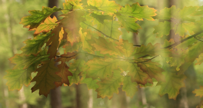 <i class='fa fa-user'></i>&nbsp;Tineke Strijbosch&nbsp;|  Herfstbladeren&nbsp; <i class='fa fa-eye'>&nbsp;73</i> &nbsp;<i class='fa fa-thumbs-up'>&nbsp;4</i> &nbsp; <i class='fa fa-comment-o'>&nbsp;6</i>