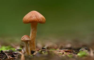 <i class='fa fa-user'></i>&nbsp;Eric Gibcus&nbsp;|  Goudvinkzwam&nbsp; <i class='fa fa-eye'>&nbsp;60</i> &nbsp; <i class='fa fa-comment-o'>&nbsp;3</i>