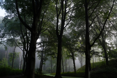 <i class='fa fa-user'></i>&nbsp;hesterb&nbsp;|  Beuken&nbsp; <i class='fa fa-eye'>&nbsp;77</i> &nbsp; <i class='fa fa-comment-o'>&nbsp;5</i>