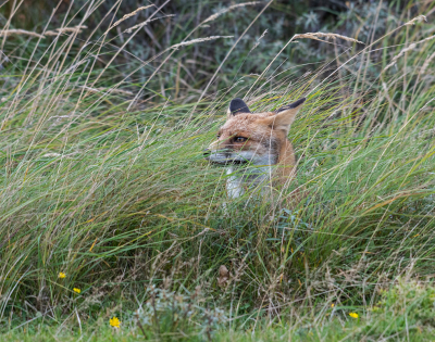 <i class='fa fa-user'></i>&nbsp;Eef Kieft&nbsp;|  Vos&nbsp; <i class='fa fa-eye'>&nbsp;84</i> &nbsp; <i class='fa fa-comment-o'>&nbsp;1</i>