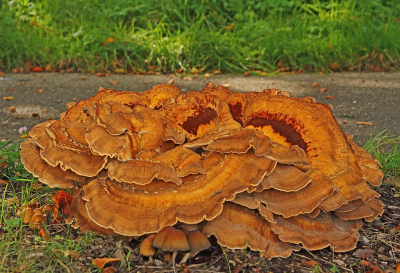 <i class='fa fa-user'></i>&nbsp;Cor&nbsp;|  Reuzenzwam&nbsp; <i class='fa fa-eye'>&nbsp;86</i> &nbsp;<i class='fa fa-thumbs-up'>&nbsp;5</i> &nbsp; <i class='fa fa-comment-o'>&nbsp;10</i>