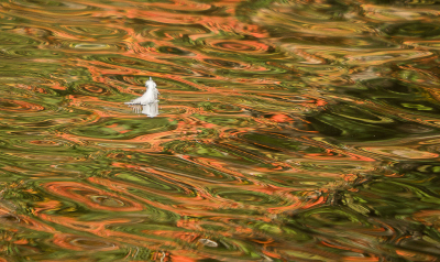 <i class='fa fa-user'></i>&nbsp;Truus Aletta Maan&nbsp;|  Het veertje dat op het water dreef&nbsp; <i class='fa fa-eye'>&nbsp;95</i> &nbsp;<i class='fa fa-thumbs-up'>&nbsp;5</i> &nbsp; <i class='fa fa-comment-o'>&nbsp;7</i>