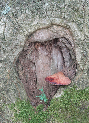 <i class='fa fa-user'></i>&nbsp;nelappelmelk&nbsp;|  Biefstukzwam&nbsp; <i class='fa fa-eye'>&nbsp;122</i> &nbsp;<i class='fa fa-thumbs-up'>&nbsp;6</i> &nbsp; <i class='fa fa-comment-o'>&nbsp;7</i>