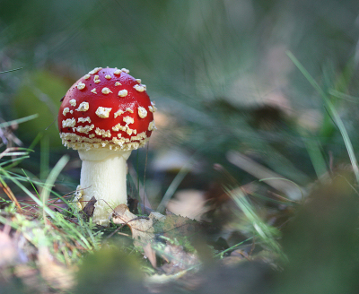 <i class='fa fa-user'></i>&nbsp;Paul Vandebroek&nbsp;|  Vliegenzwam&nbsp; <i class='fa fa-eye'>&nbsp;76</i> &nbsp;<i class='fa fa-thumbs-up'>&nbsp;4</i> &nbsp; <i class='fa fa-comment-o'>&nbsp;5</i>