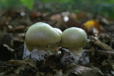 <i class='fa fa-user'></i>&nbsp;Jasper&nbsp;|  Groene Knolamaniet&nbsp; <i class='fa fa-eye'>&nbsp;66</i> &nbsp;<i class='fa fa-thumbs-up'>&nbsp;2</i> &nbsp; <i class='fa fa-comment-o'>&nbsp;2</i>